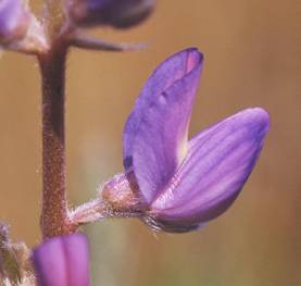 Prairie lupine